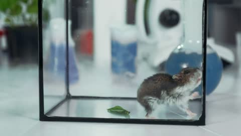 Close-up shot of small hamster in glass container