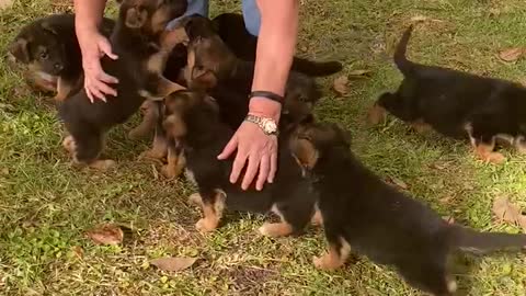 Appleridge German Shepherd Dog babies