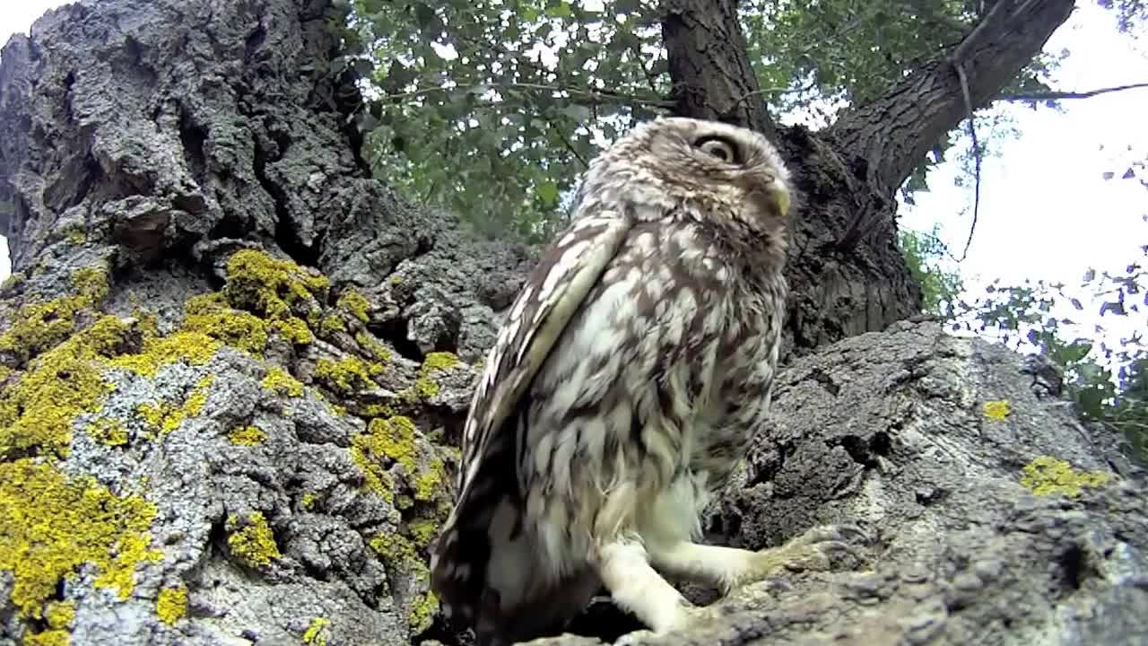 Curious Baby Owls Investigate Camera Lens