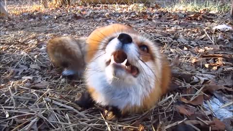 Adorable Baby Fox Pups Playing - CUTEST Compilation Video