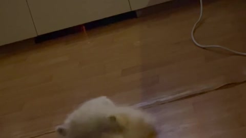 A Pomeranian who suddenly glows while playing alone