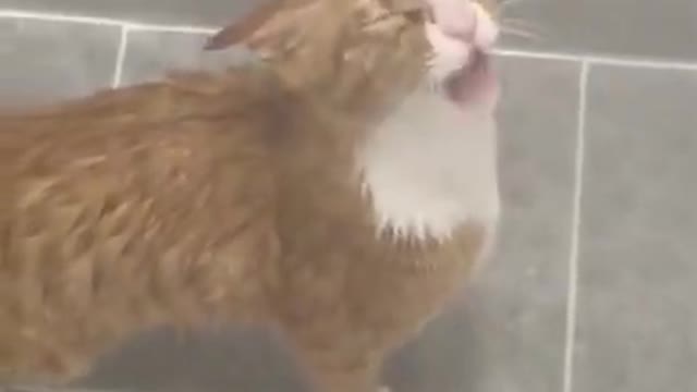 This cat enjoy raining 😺