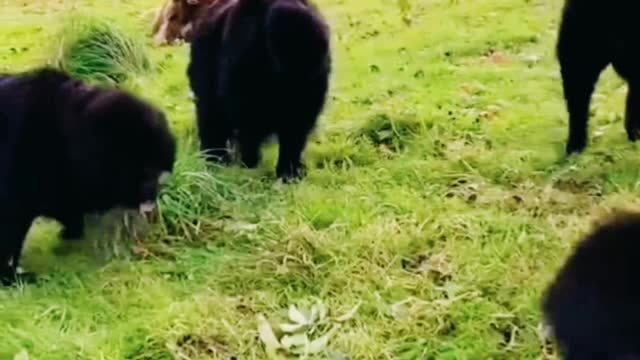 Newfoundland dogs adorably decide to go apple picking, Dogs Eating...