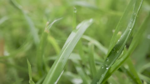 Close up view of rain droplets and plants leaves