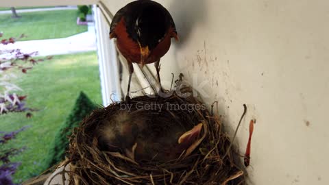 A robin feeds its young and removes a fecal sac in a nest in the suburbs of Detroit