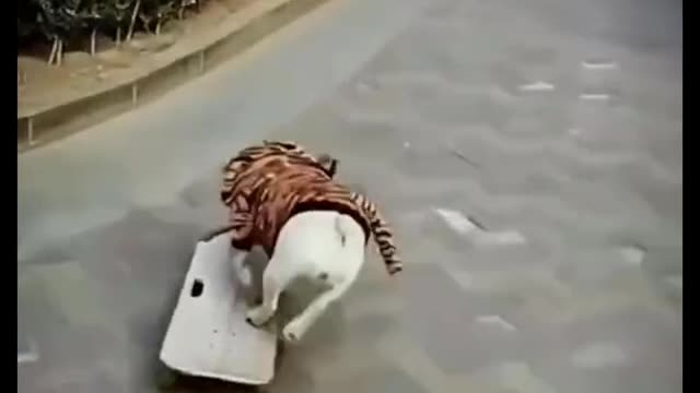 Best Funny Animal Video