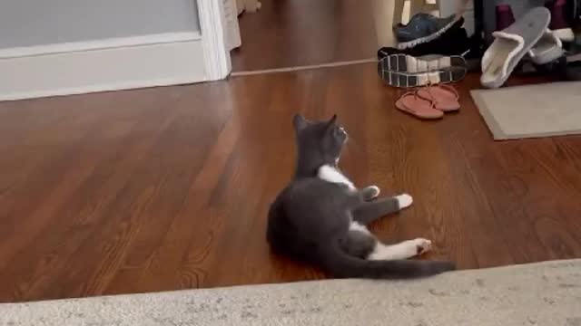 Porkchop the Kitten Responds to Cat Translator App