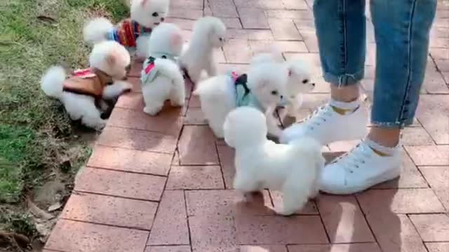 Cute and Funny Pomeranian Videos 220 #Shorts