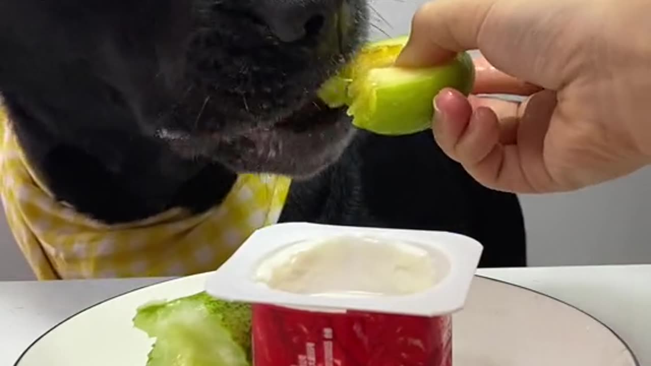 A dog is eating his foods