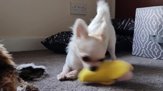 Prue VS Banana