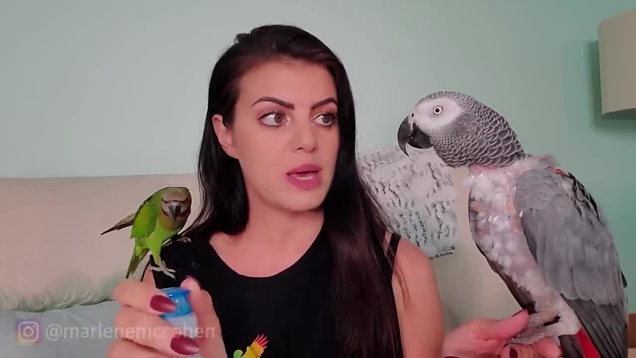 6 WAYS TO TEACH YOUR PARROT TO TALK! PARROT TALK