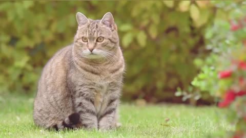 15 Reasons Why You Should NEVER EVER Adopt a British shorthair Cat