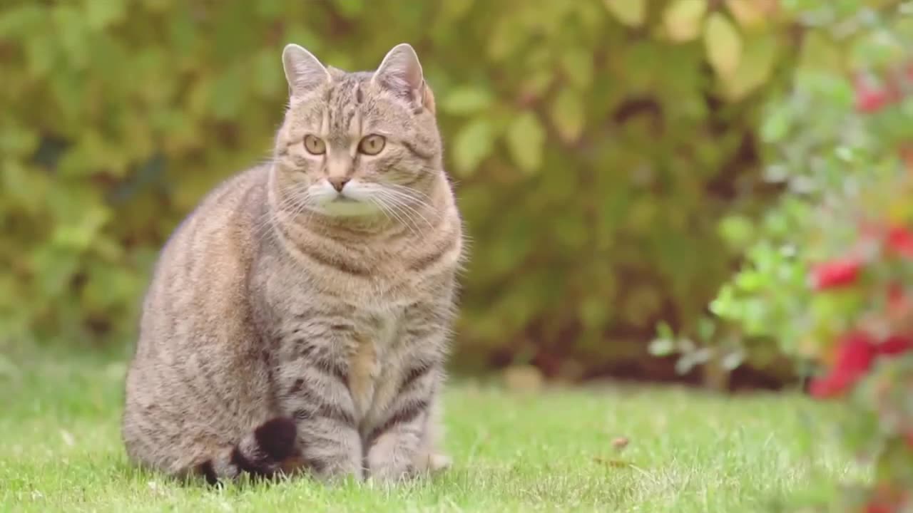 15 Reasons Why You Should NEVER EVER Adopt a British shorthair Cat