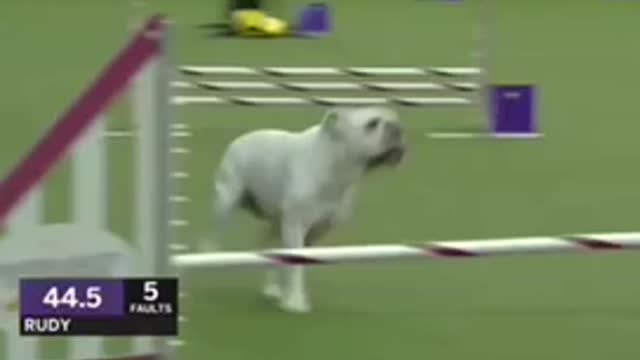 Have you ever seen bulldog such stunts ?