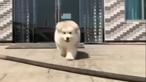 cute dogs clips.AkzbjW