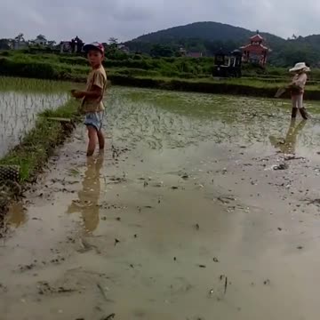 rice grower