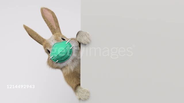 Baby Rabbit With Surgical Mask