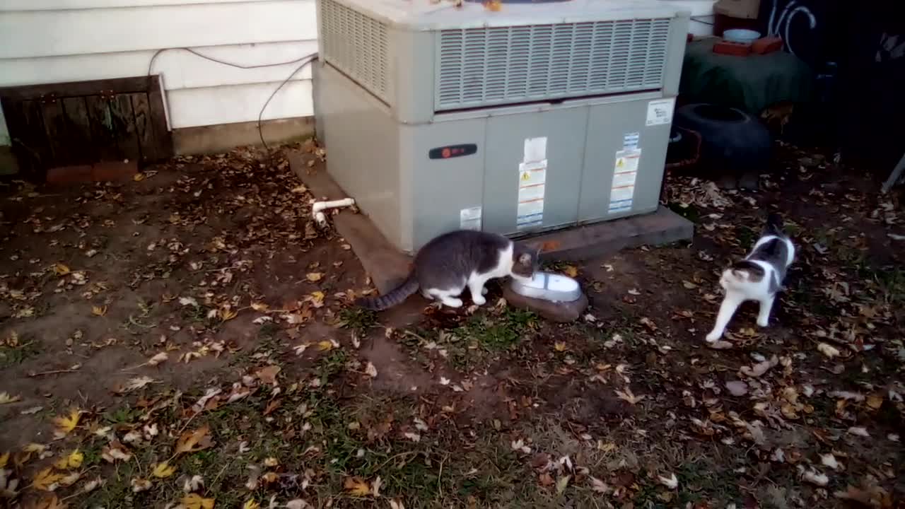 Cat Chasing Falling Leaves 11/13/21