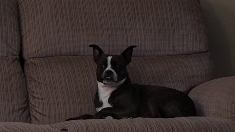 Puppy getting divebombed by a fly.