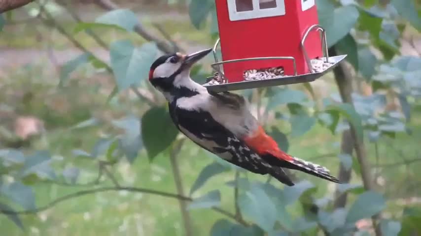 Cute birds beauty of the Nature | #Animal, #birds # Nature