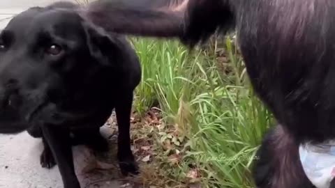 Gorilla's Love For Dog #shorts #shortsvideo #video #viral