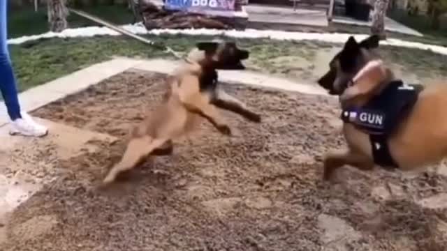 Funny dog video, dog training,video de Perros linbos.