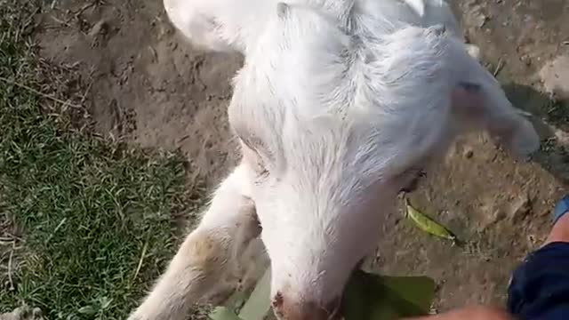 Goat eating banana leaf