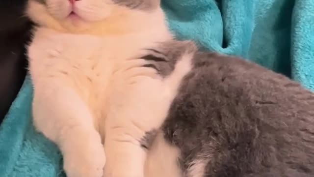 Snoring cat