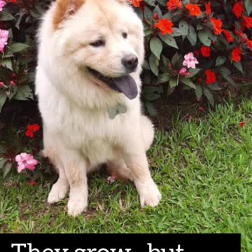 🐕pastor🐕 They grow, but They look beautiful, isn't