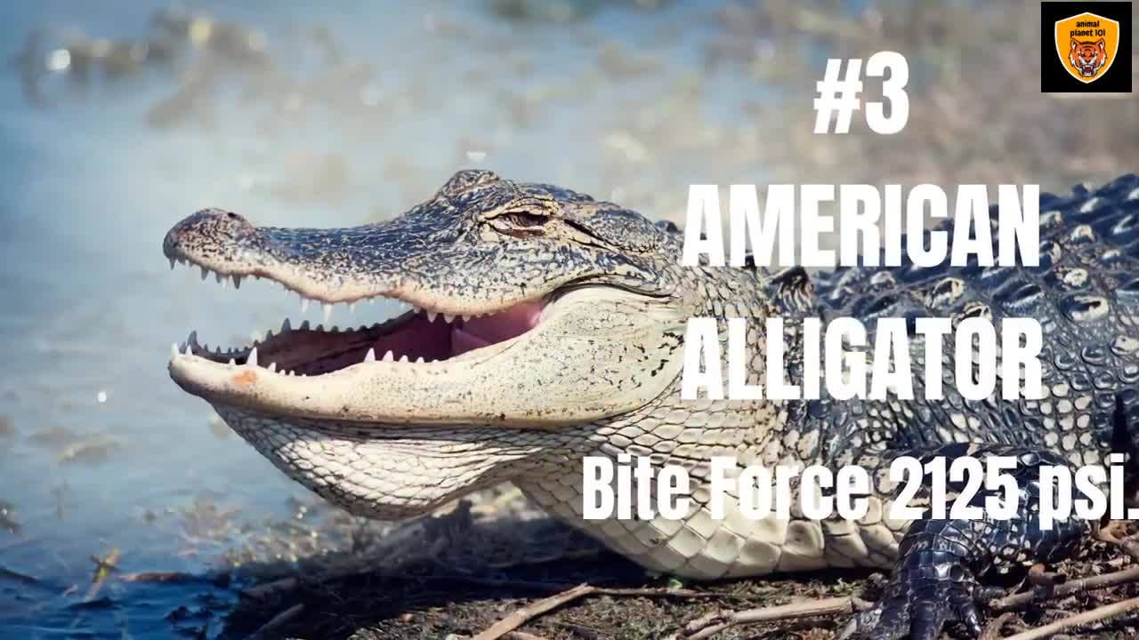 animals most powerfull bites in the world