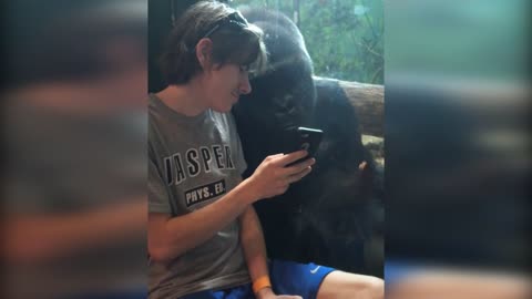 Gorillas watching video 😲