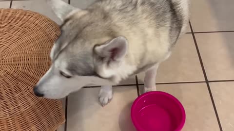 THIS TRICK WILL CALM YOUR HUSKY DOG DOWN!!!