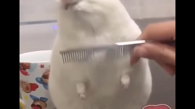 Cute Baby Animals Videos Compilation Cute Moment of the Animals [ Cutest Animals ]