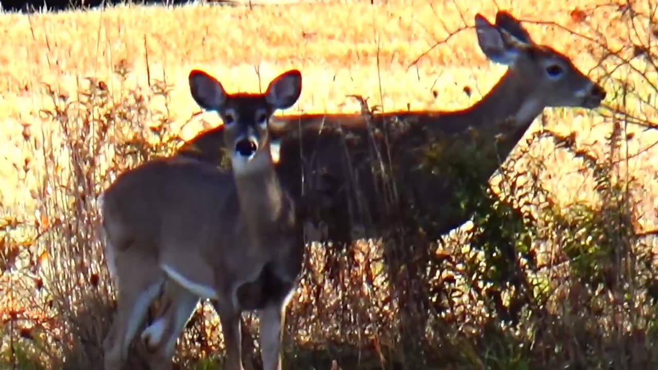 White-tailed deer