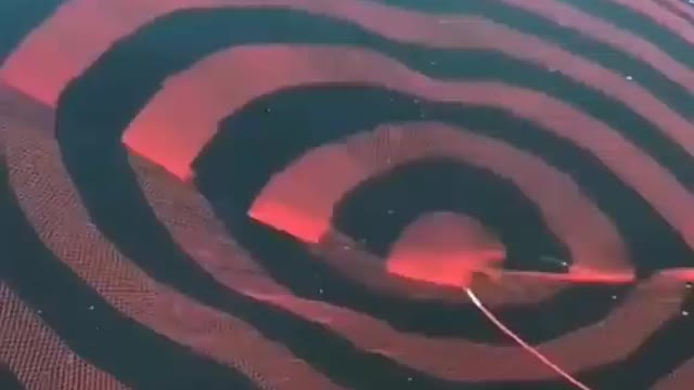 This is a beautiful and charming water-dwelling species