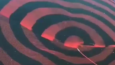 This is a beautiful and charming water-dwelling species