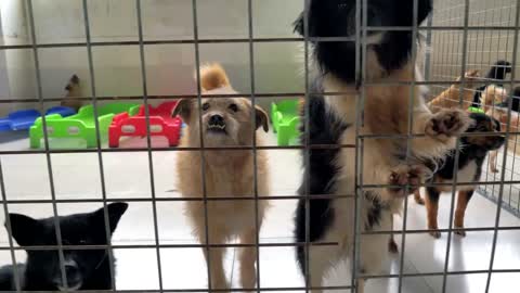 Gimbal steadicam shot of sad dogs in shelter behind fence waiting to be rescued