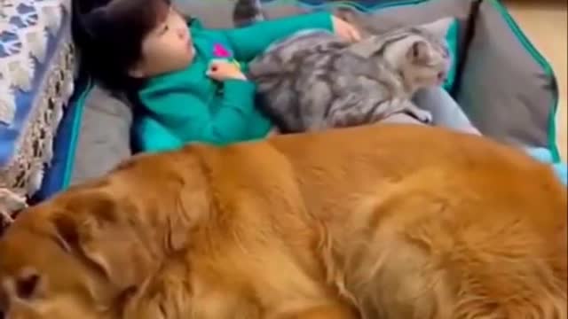 Funny Dog And Cat Video - Funny Video