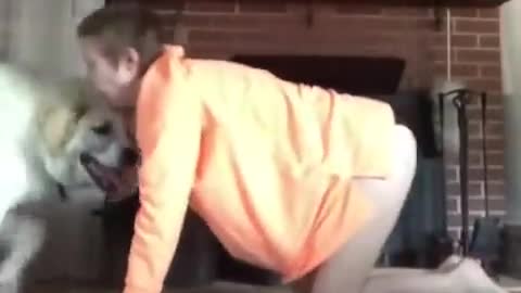 Animalsdt white dog sitting on owner trying to do yoga_HIGH