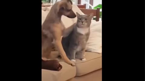 Cat funny videos 😺🐈🐈