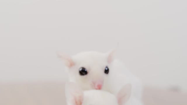 two-leucistic-sugar-gliders-on-a-table