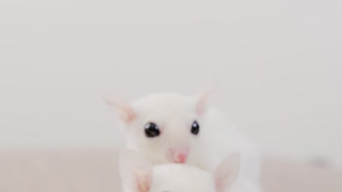 two-leucistic-sugar-gliders-on-a-table