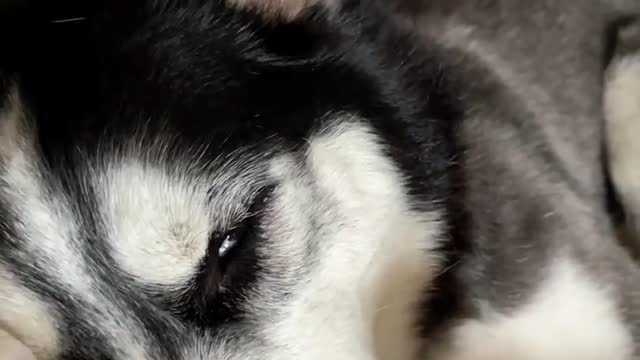 Husky, what did you dream of
