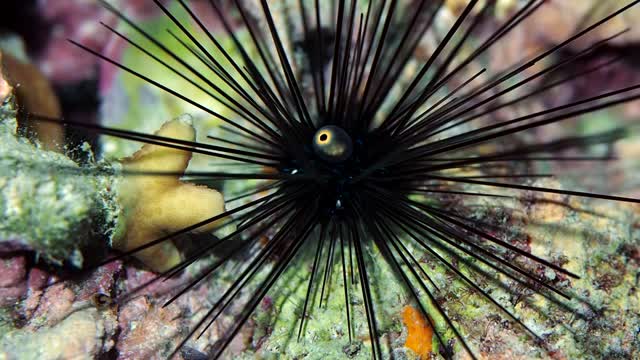 Long Spined Sea Urchin Spotted at Night