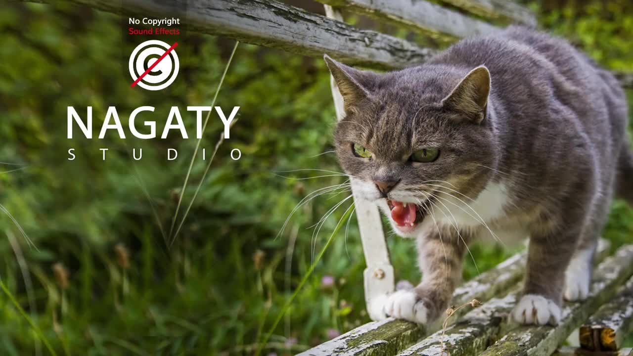 | Angry Cats Sounds | Cats Kitten Voice | Attack Sounds |