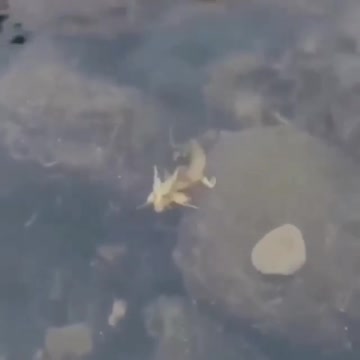 incredible discovery of a dragon