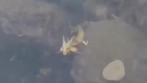 incredible discovery of a dragon