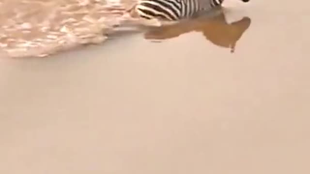 the zebra survival river in crocodile but was killed by african lion