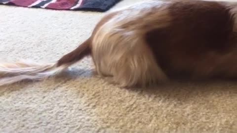 Dog eats carrot like rabbit