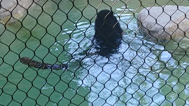 Bear in the pool